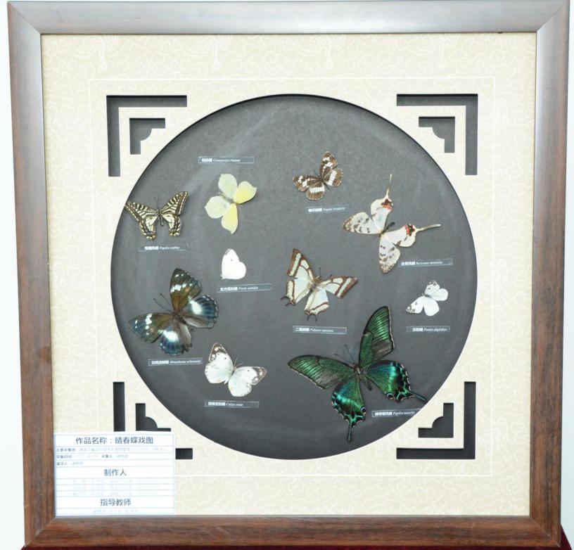 获奖作品《晴春蝶戏图》
