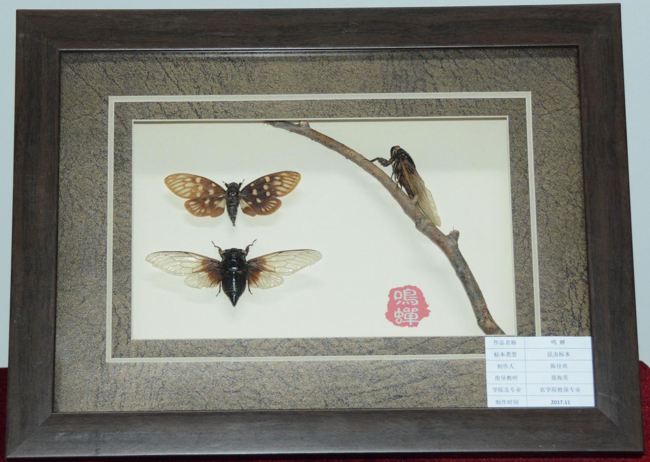 获奖作品《鸣蝉》