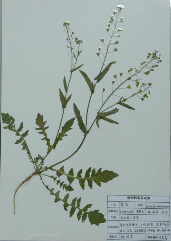 获奖作品《荠菜》