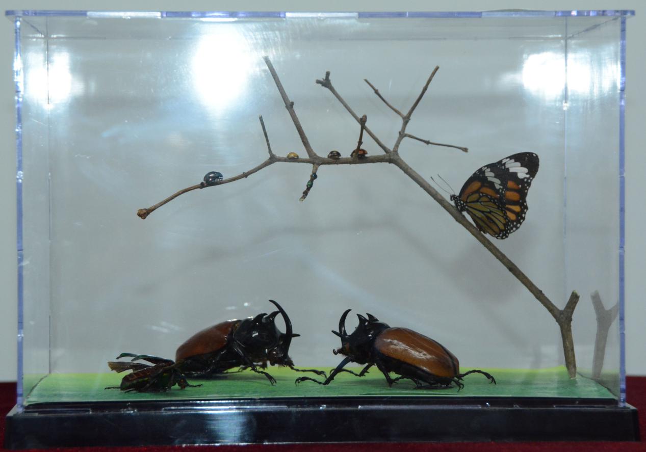 获奖作品《昆虫世界》